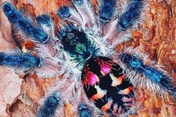 Brazilian Jewel Tarantula
